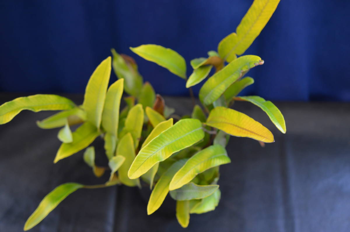 野生シダ、黄金葉、一ツ葉_5