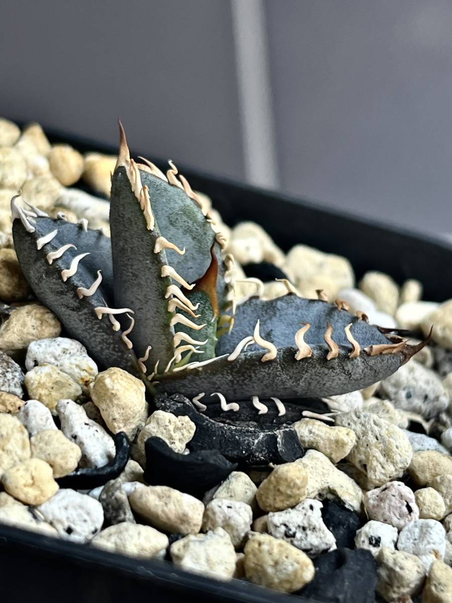 鉢のまま発送アガベ oteroi（オテロイ）実生選抜株 アガベ オテロイ