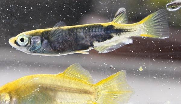 即決！☆スーパーＤＮＡ☆菊鱗黄金系メダカ２０匹＋おまけ１０匹_1