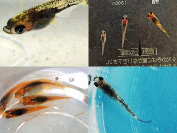 即決！☆スーパーＤＮＡ☆菊鱗黄金系メダカ２０匹＋おまけ１０匹_2