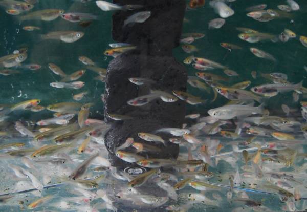 即決！☆スーパーＤＮＡ☆菊鱗黄金系メダカ２０匹＋おまけ１０匹_3