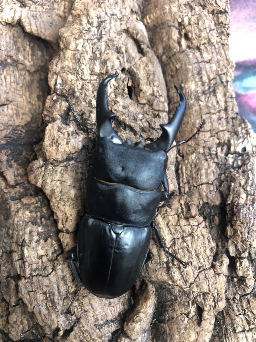 本土ヒラタ兵庫県神戸市産　　　　　　　　　　　天然採集（13）ヒラタクワガタペア♂62.0mm×♀36.5mm