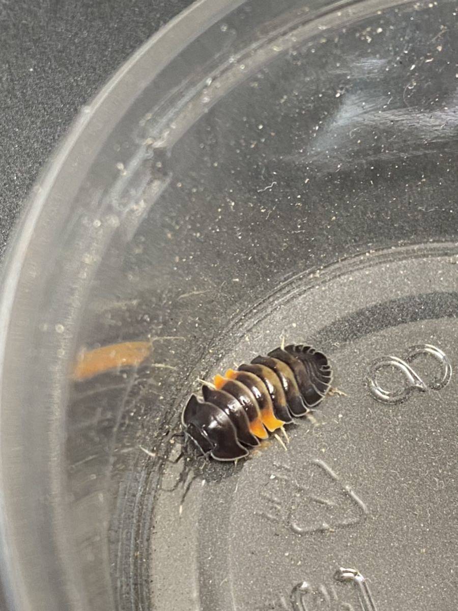 夏増量企画ラスト「ダンゴムシ ワラジム」メルラネラ ラヴァ5匹＋3匹