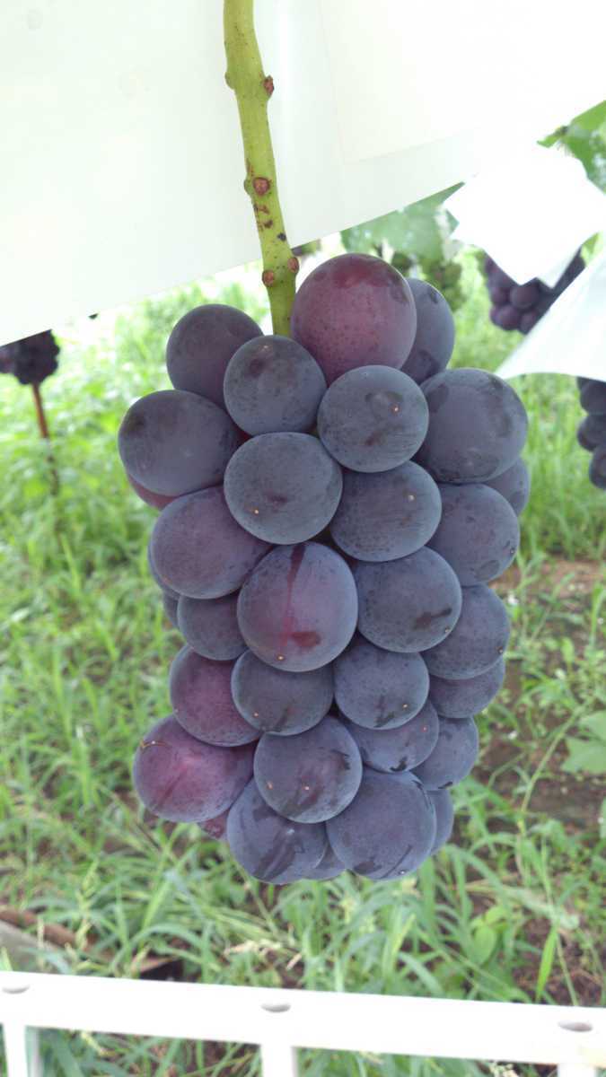 種無し藤稔　約3キロ