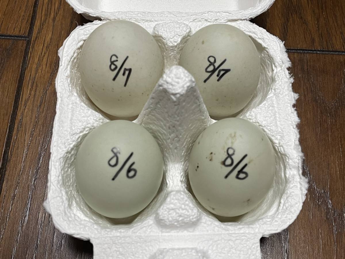 【食用】コールダック　8月6~7日　有精卵　4個　アオサ海苔サービス　期間限定　送料無料