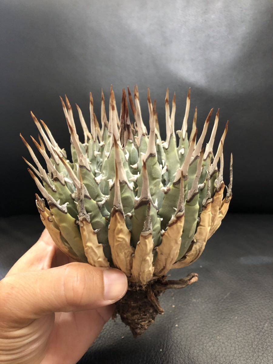 27 アガベ ユタエンシス　エボリスピナ　美株！