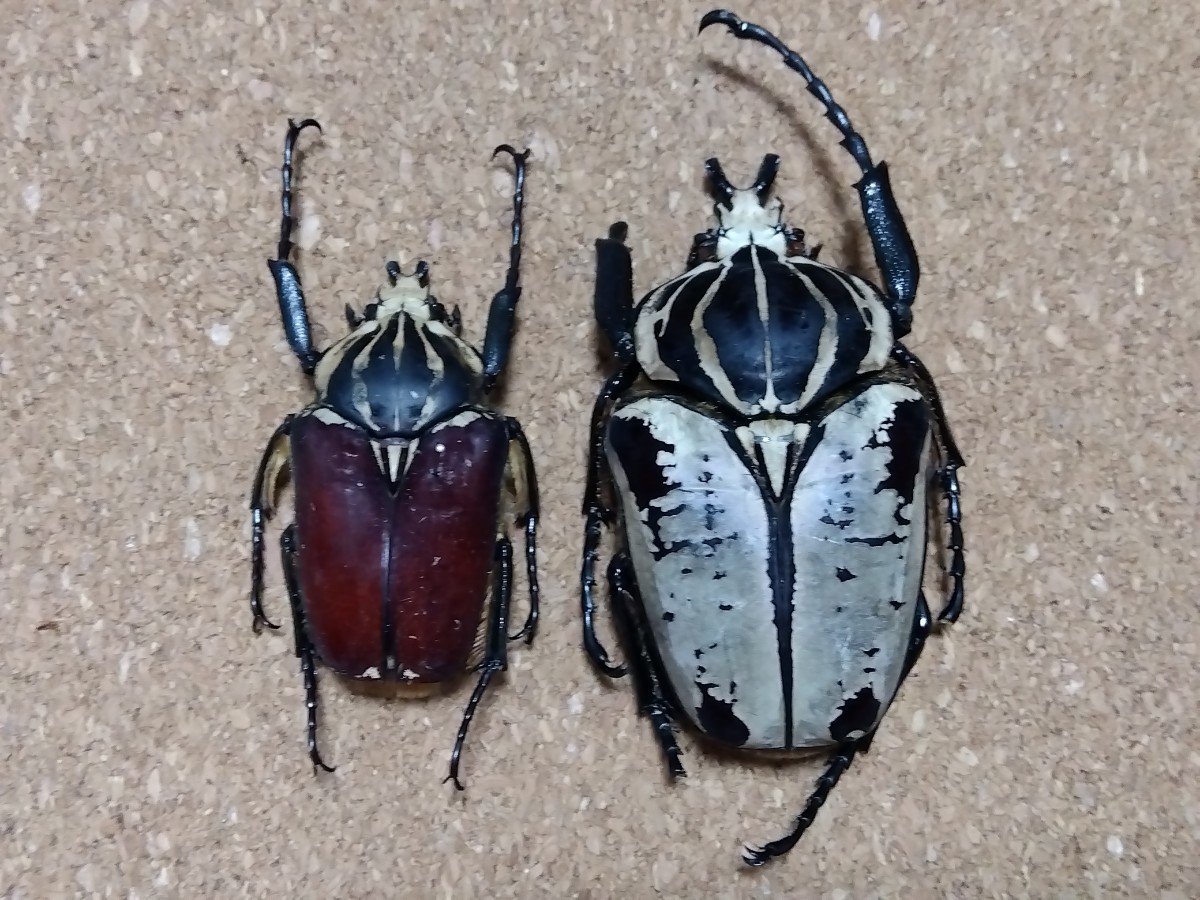 昆虫標本 ゴライアスオオツノハナムグリ 2頭 九大博物館 | ゴライアス