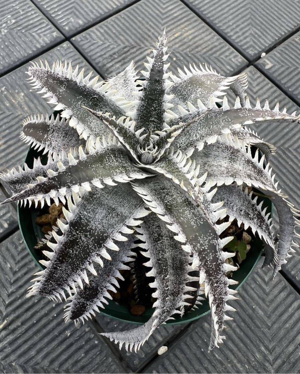 Dyckia skywalker × goehringii special spine 子株活着苗　　ディッキア　ブロメリア