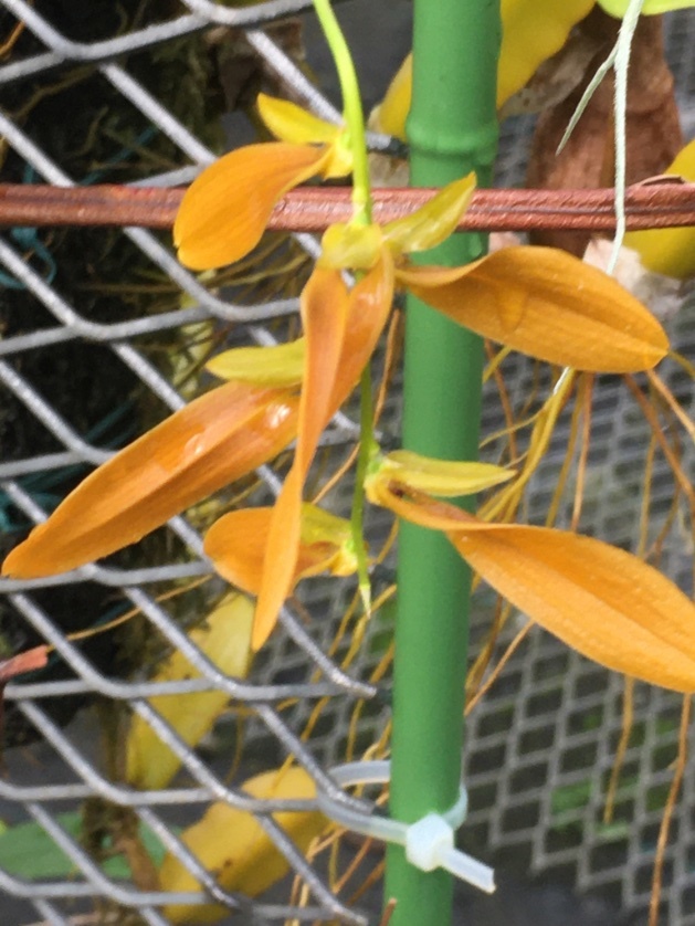 Bulb. tripudians ＆ Bulb.walichii セット　プロペラオーキッド