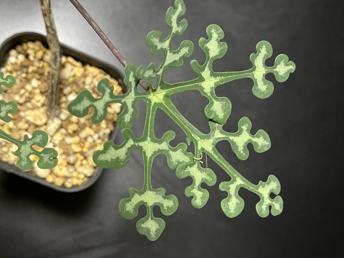 アデニア ペリエリ 挿木 2 検索用( 塊根 多肉 珍奇植物 アデニア