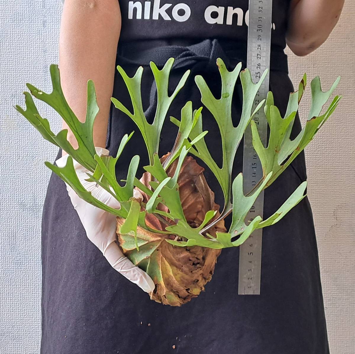 1円スタート 燻蒸済 04 ビカクシダ 植物 Platycerium ridleyi プラティ 