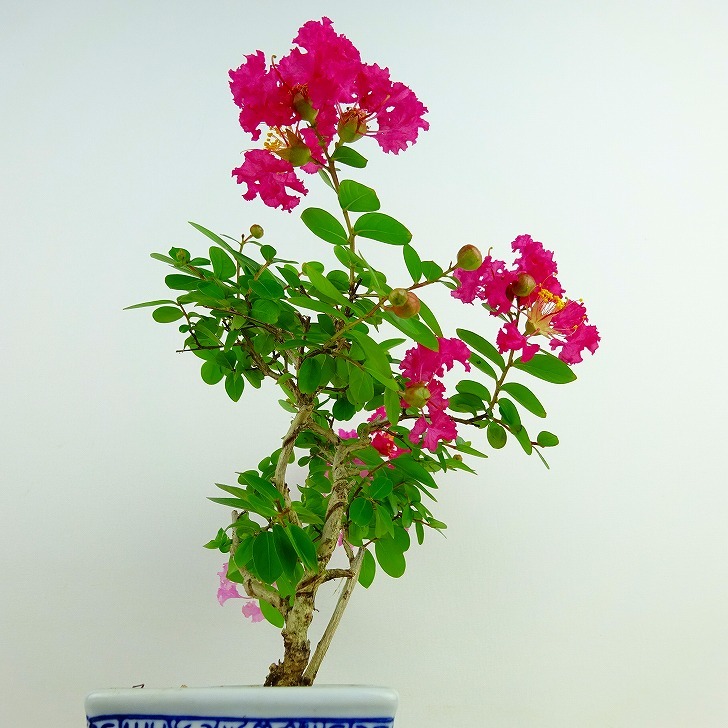 盆栽 百日紅 樹高 約15cm さるすべり Lagerstroemia indica サルスベリ