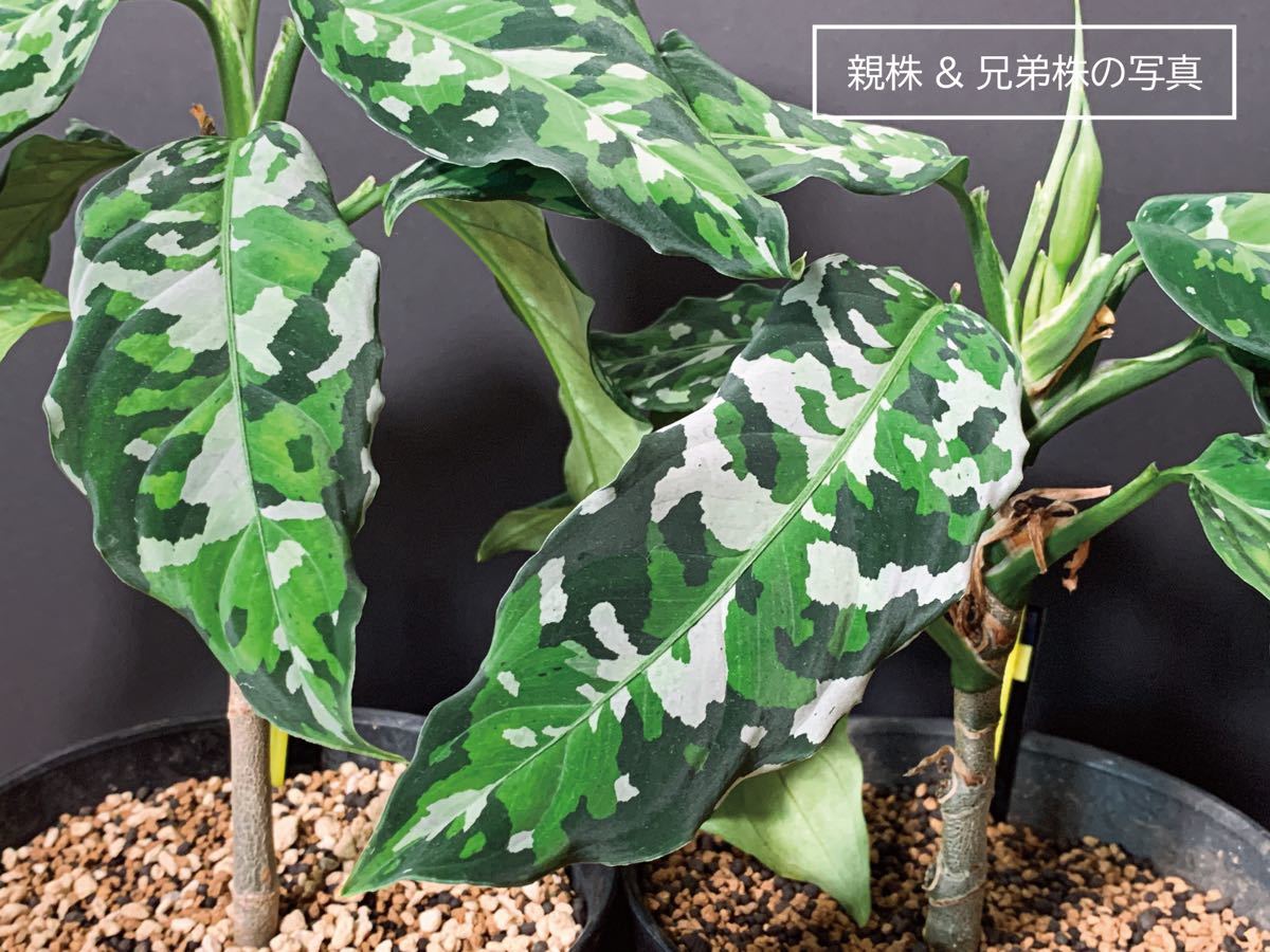 [AND3_2]アグラオネマ　アンダマン　ポートブレア北部地域産の増殖株　Aglaonema tricolor 