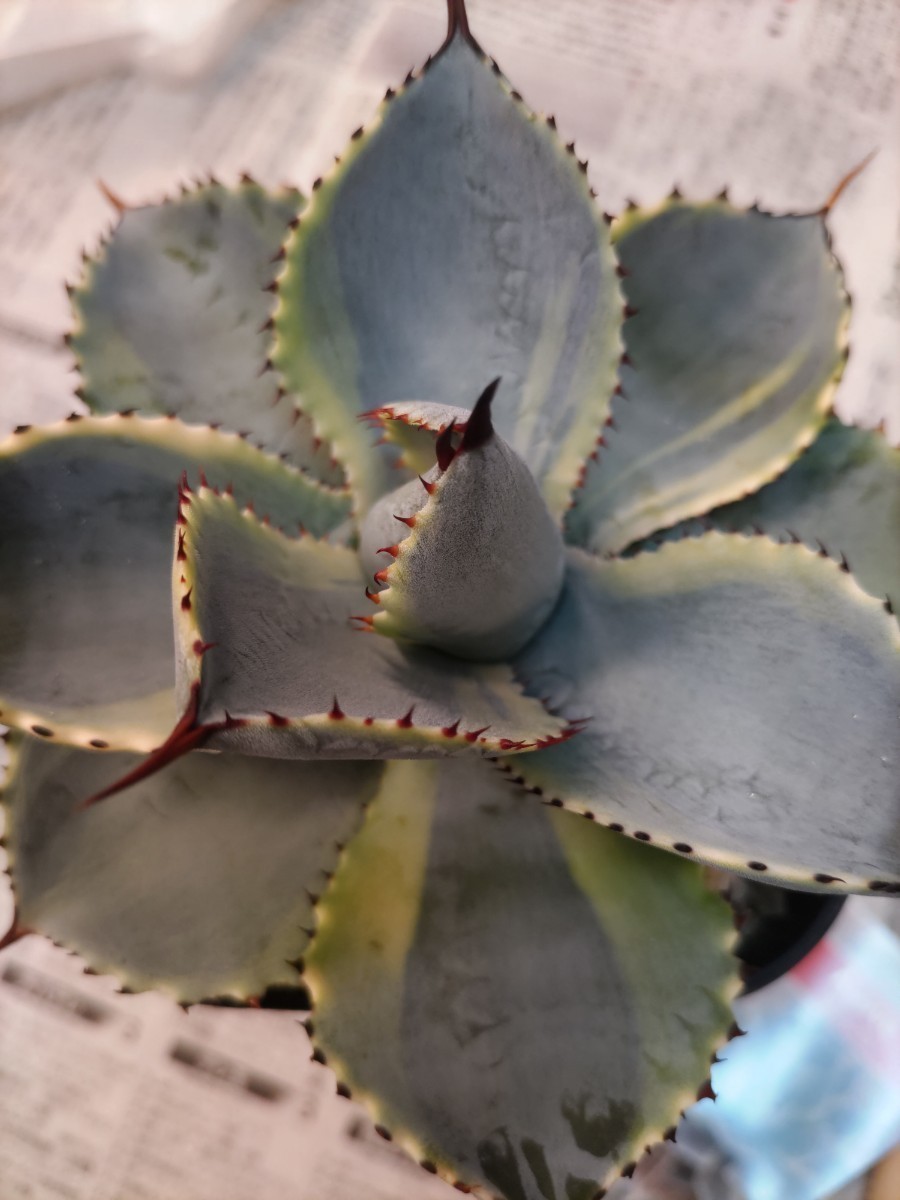 アガベ ドラド 瑞々しい ドワーフ 極上斑 希少種 