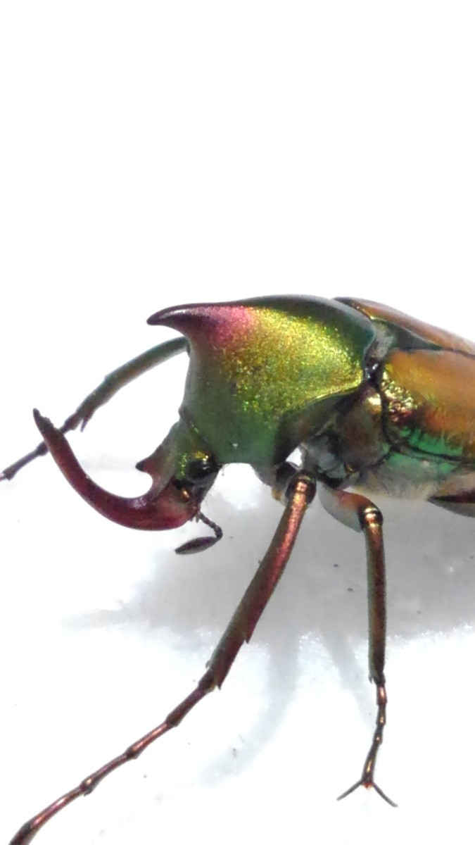 【標本】ロドリゲスカブトハナムグリ　♂20頭セット ロドリゲスカブトハナムグリ ロドリゲス | 6⁄20新着☆天然☆ロドリゲス