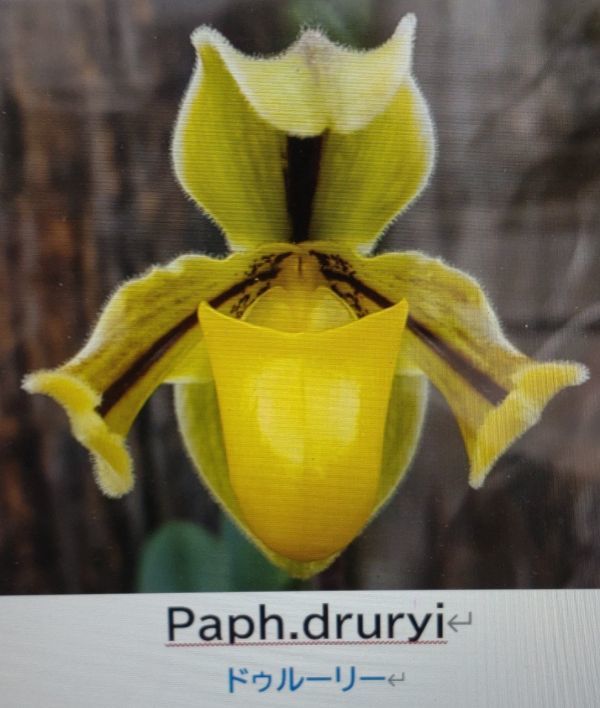 【北軽ガーデン】＊パフィオ＊Paph.druryi＊原種＊パフィオペディラム系＊インド南部原産＊