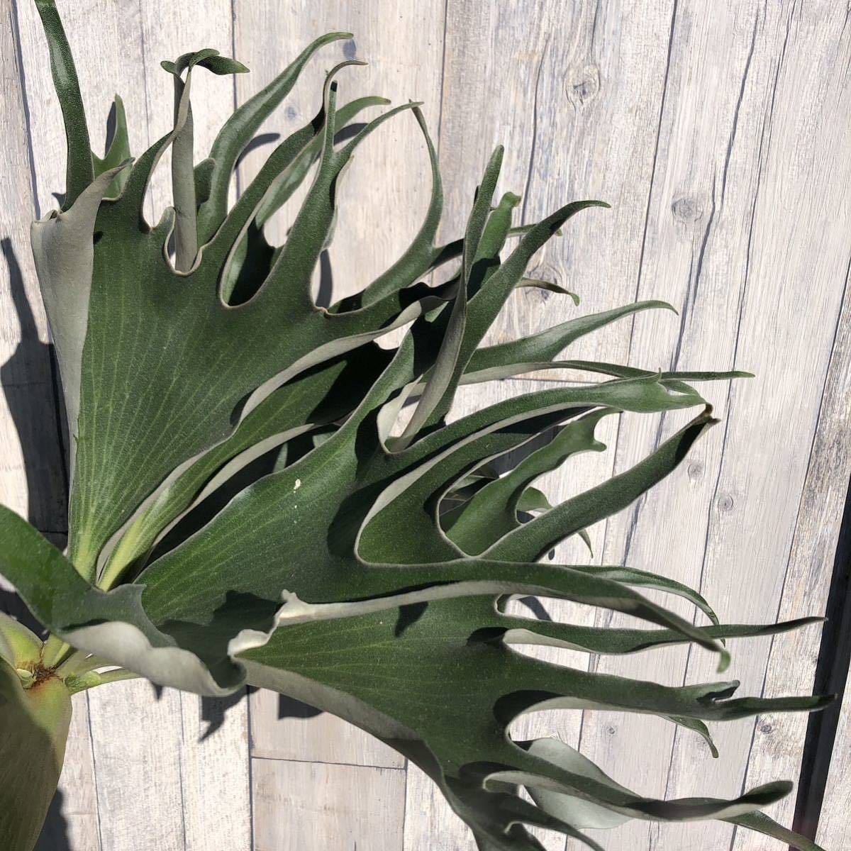 P.alcicorne cv. Gorgon