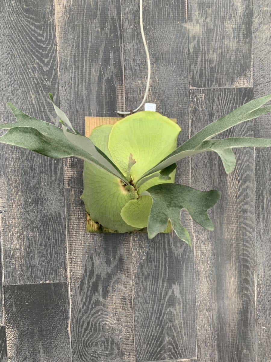 P.alcicorne cv. Gorgon(ビカクシダ、コウモリラン)｜売買された