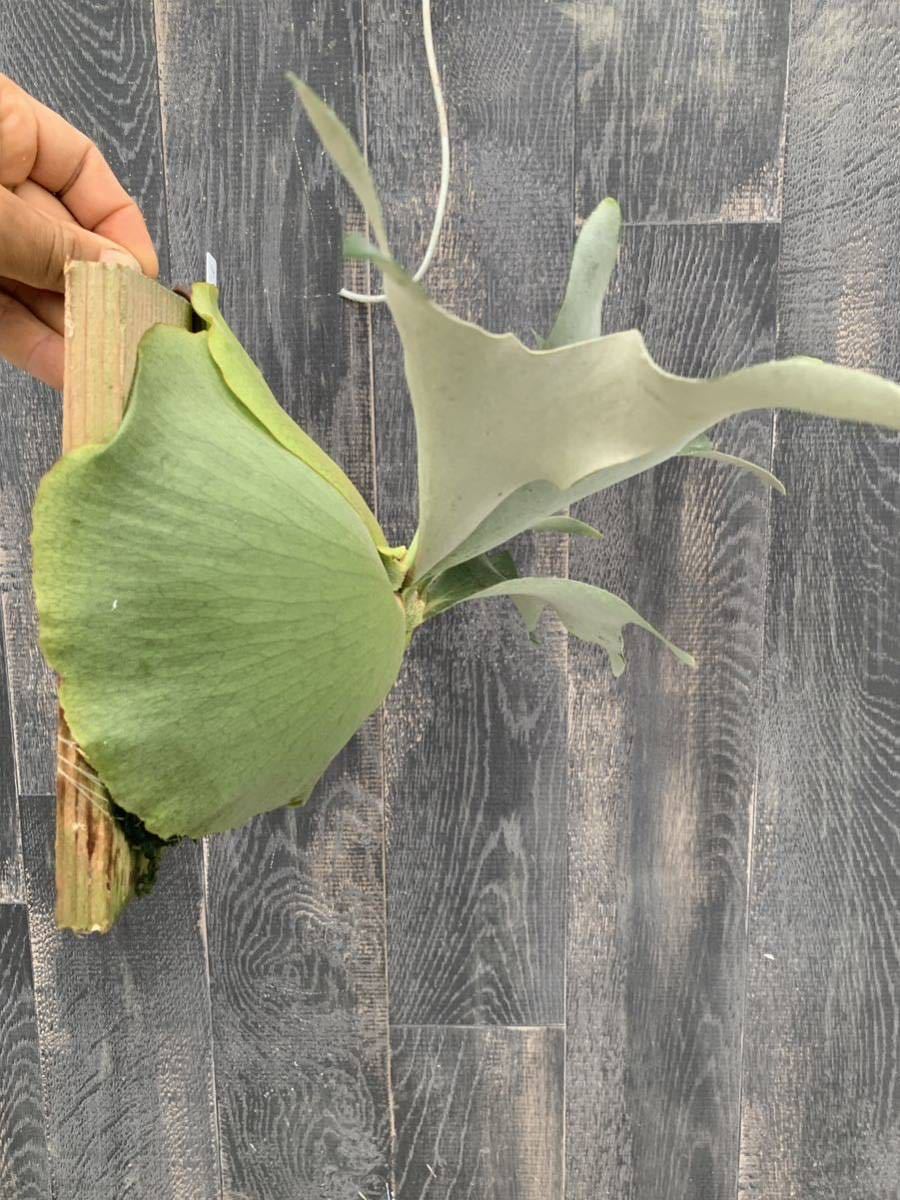 P.alcicorne cv. Gorgon(ビカクシダ、コウモリラン)｜売買された
