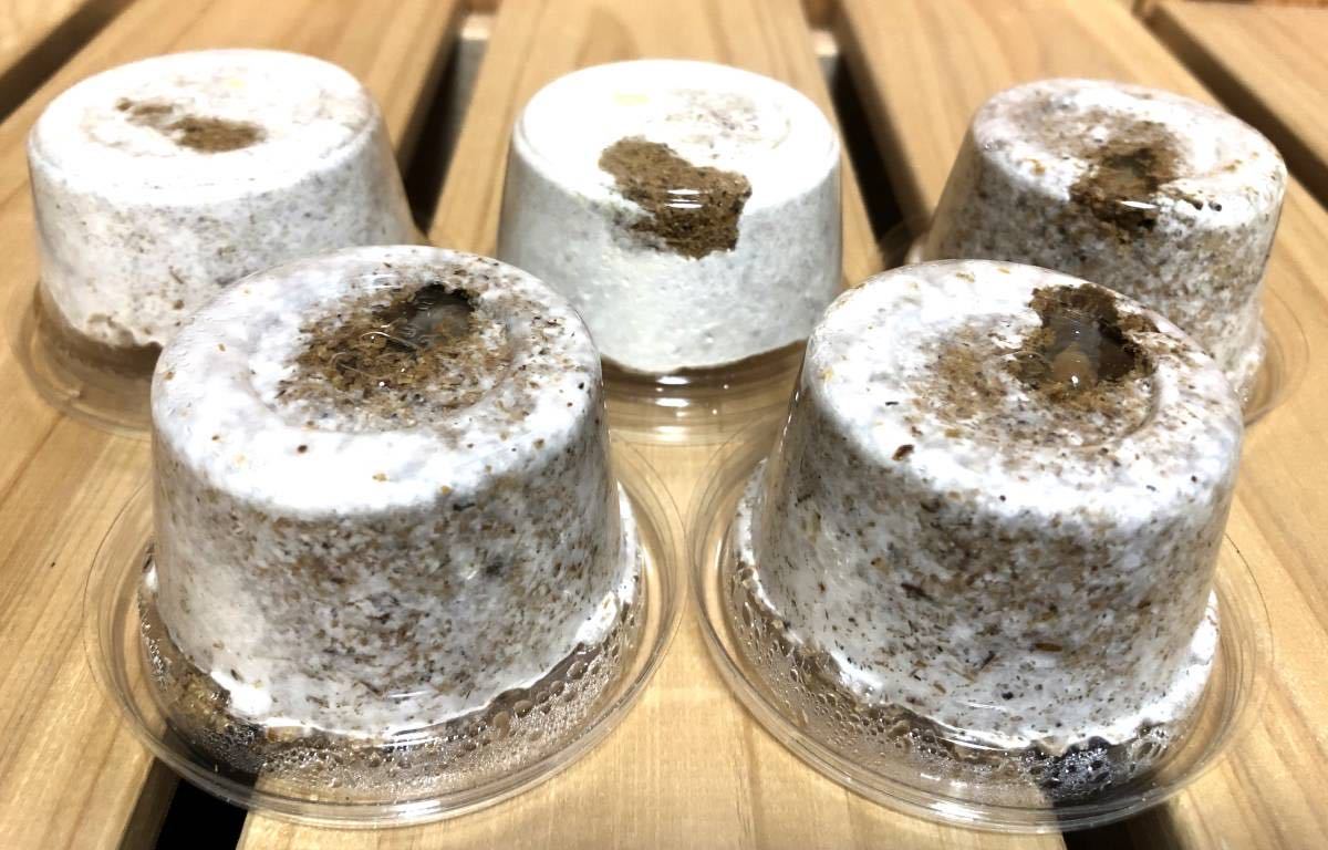 ババオウゴンオニクワガタ　幼虫5頭