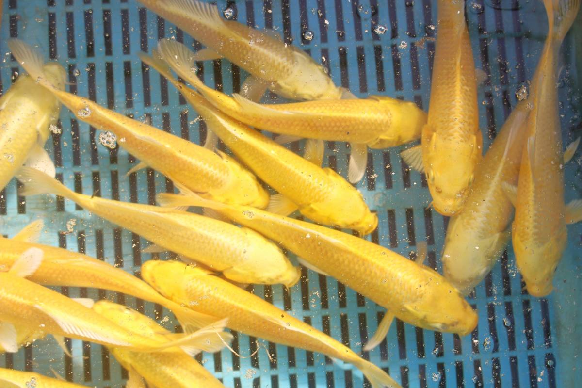 山吹黄金　10匹セット 2022年産　20cm前後　(新潟泉屋系) NO172