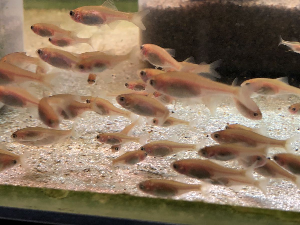 イエロー アカヒレタビラ　５匹 　改良 タナゴ