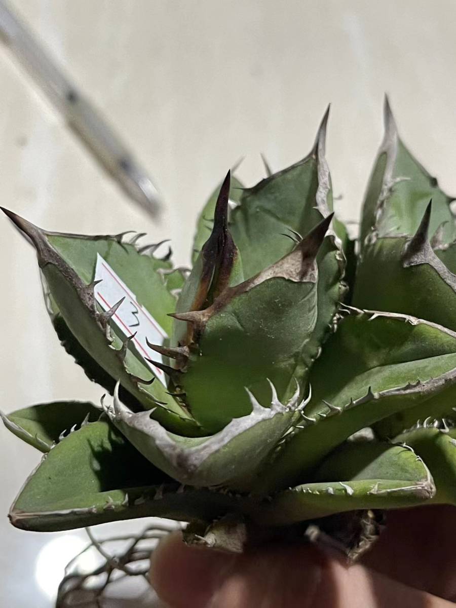 良形 双頭【アガベチタノタ 姫厳龍】3 アガベ チタノタ agave titanota