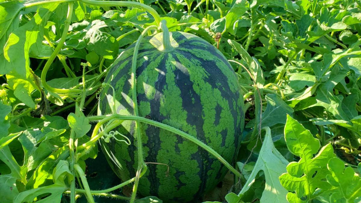 信州産　スイカ　金色羅皇　約１２、１キロ　