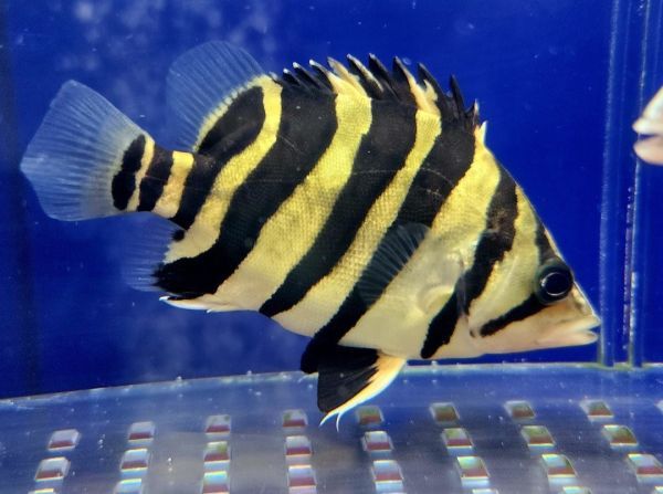 ハイトーン！極美個体！ダトニオプラスワン ショート個体 10.5㎝± 詰まり具合抜群 １円スタート！死着保証あり！【ネオプレミアムアクア】