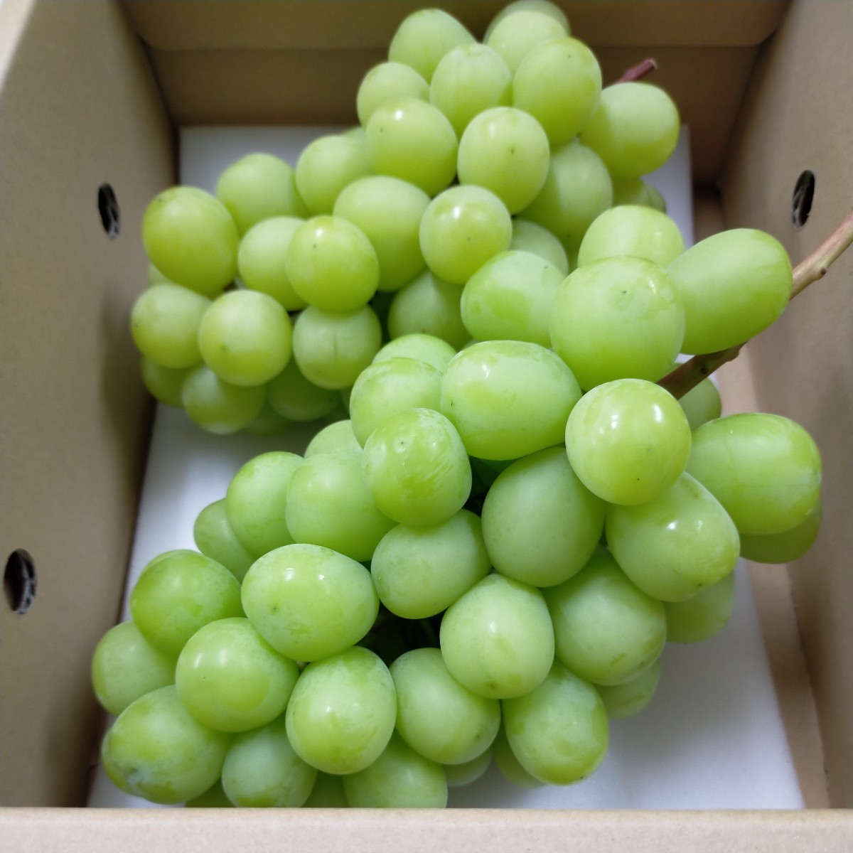 大粒　大房　シャインマスカット 　730グラム+870グラム　二房　山梨県 新鮮　現物