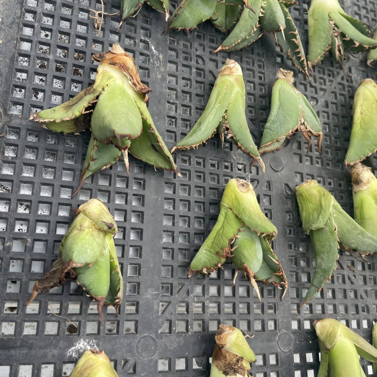 アガベ チタノタ 多肉植物 特選 霸王竜強棘 Agave 極上 龍園觀No.A428