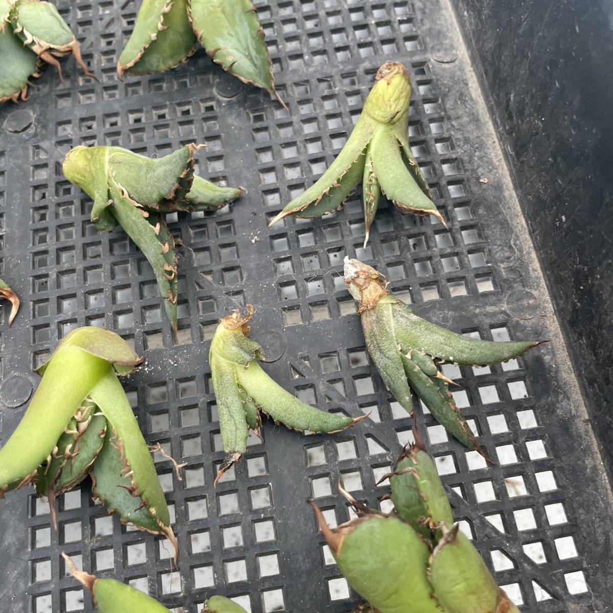 アガベ チタノタ 多肉植物 特選 霸王竜強棘 Agave 極上 龍園觀No.A428