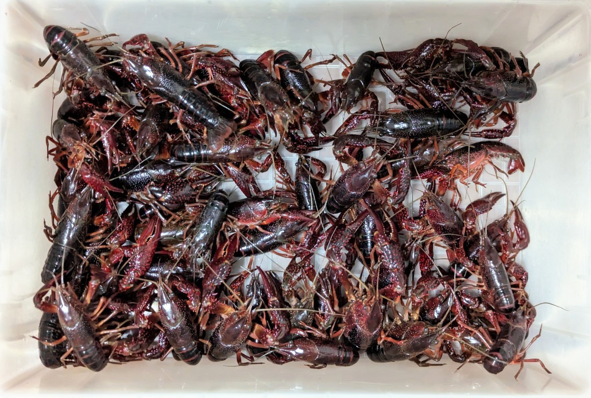 ペットのエサや釣り餌に！】 冷凍 アメリカザリガニ ザリガニ Lサイズ
