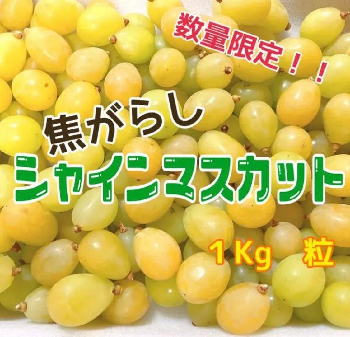 ko88 山梨県　勝沼ブランド　焦がらしシャインマスカット　箱込1Kg