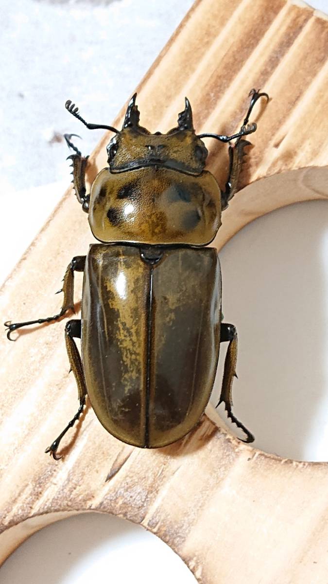 ババオウゴンオニクワガタ　♀のみ約47ｍｍ　後食済　オウゴンオニ　オウゴン
