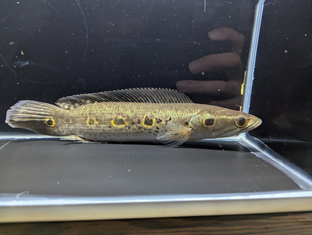 残り3匹 フラワートーマン　ジャンビ州バタンハリ川産　28cmぐらい　スネークヘッド チャンナ 懐かしの珍魚シリーズ】その18 オセレイトスネークヘッド(Channa