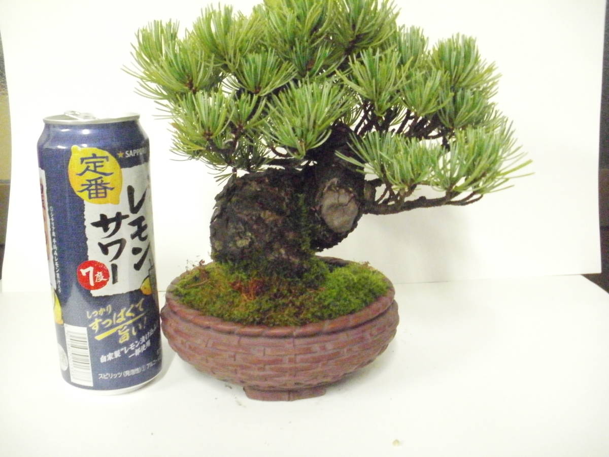 逸品 五葉松 太幹 良いサイズ 五葉松・太幹 整姿 樹高45cm