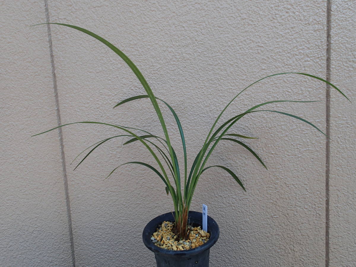 寒蘭 高知県中村産　 華神　登録株　花芽付き上木５本立ち　　　 【春蘭・富貴蘭・寒蘭・山野草・野生蘭・斑入・ラン・原種・珍品】