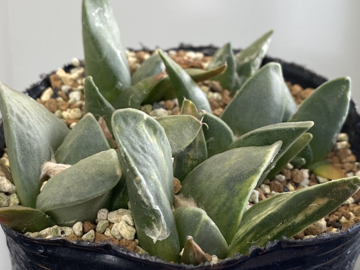 コノフィツム Conophytum angelicae ssp.tetragonum DT7778 Hoenzolern