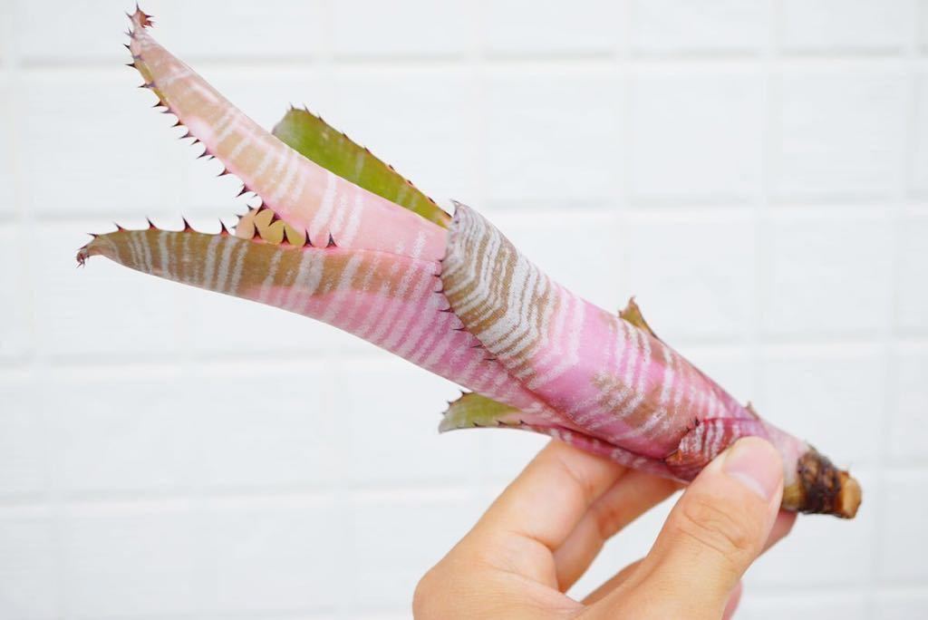 Billbergia 