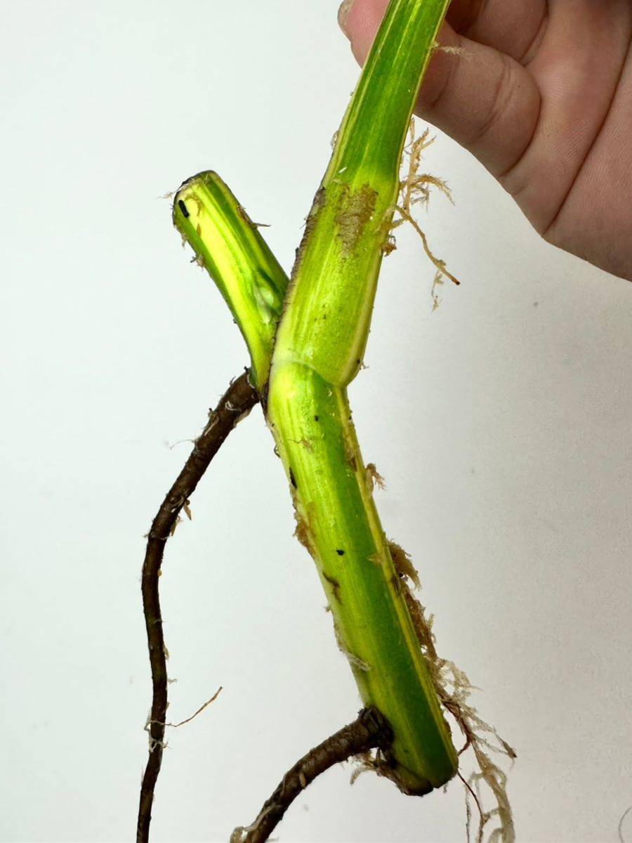 お*む様 斑入りモンステラボルシギアナオーレア黄斑58㎝ベアルート⁄検索