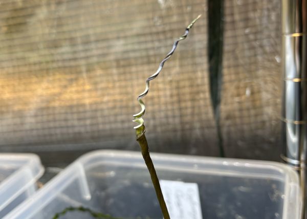 Cryptocoryne crispatula var. tonkinensis Chongzuo， Guangxi 2022 クリプトコリネ 水草 原種 熱帯植物