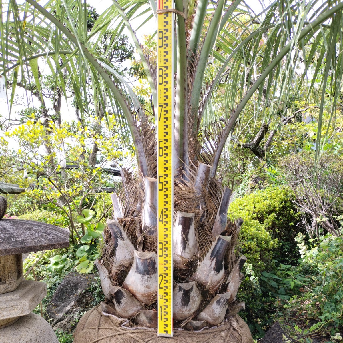 ココスヤシ　引き取り限定 大人気のココスヤシ樹高約270cm 抜群の樹形 つくば市よりの引き取り