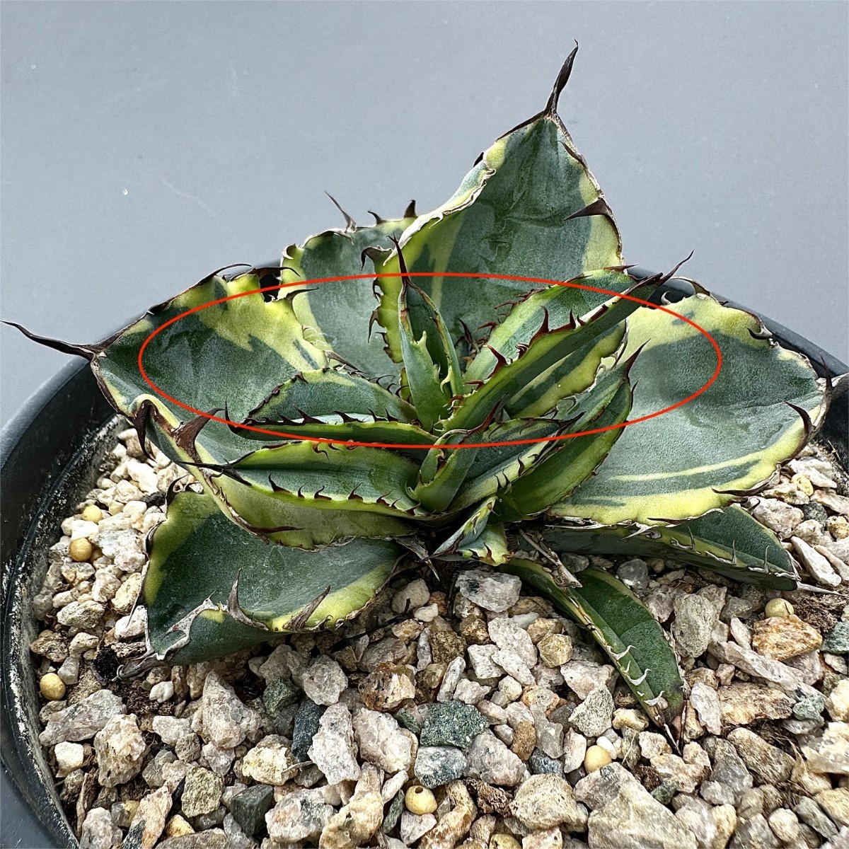 T23 貴重な希少種 アガベ 多肉植物 チタノタ BB ブラック T23 貴重な希少種 アガベ 多肉植物 チタノタ BB ブラック