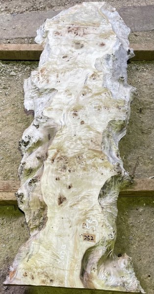 バール杢 ポプラ 一枚板 無垢材 瘤杢 チギリ ダイニングテーブル 葉山