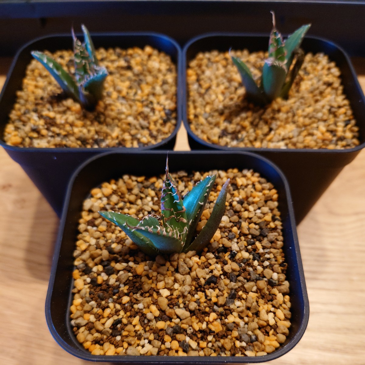 アガベチタノタ【Caesar】３株セット！ アガベ