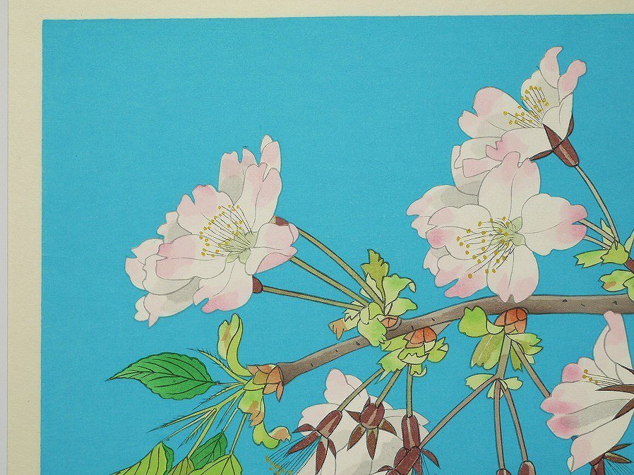 □真作保証□【中島千波】 木版画 花の瞬間より「大島桜」 アダチ版画
