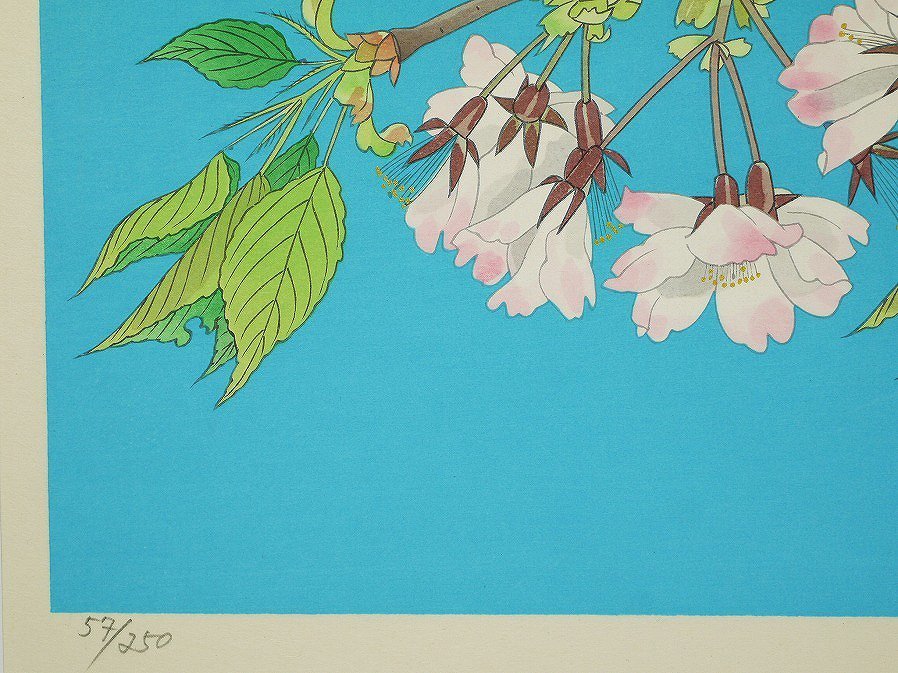 □真作保証□【中島千波】 木版画 花の瞬間より「大島桜」 アダチ版画