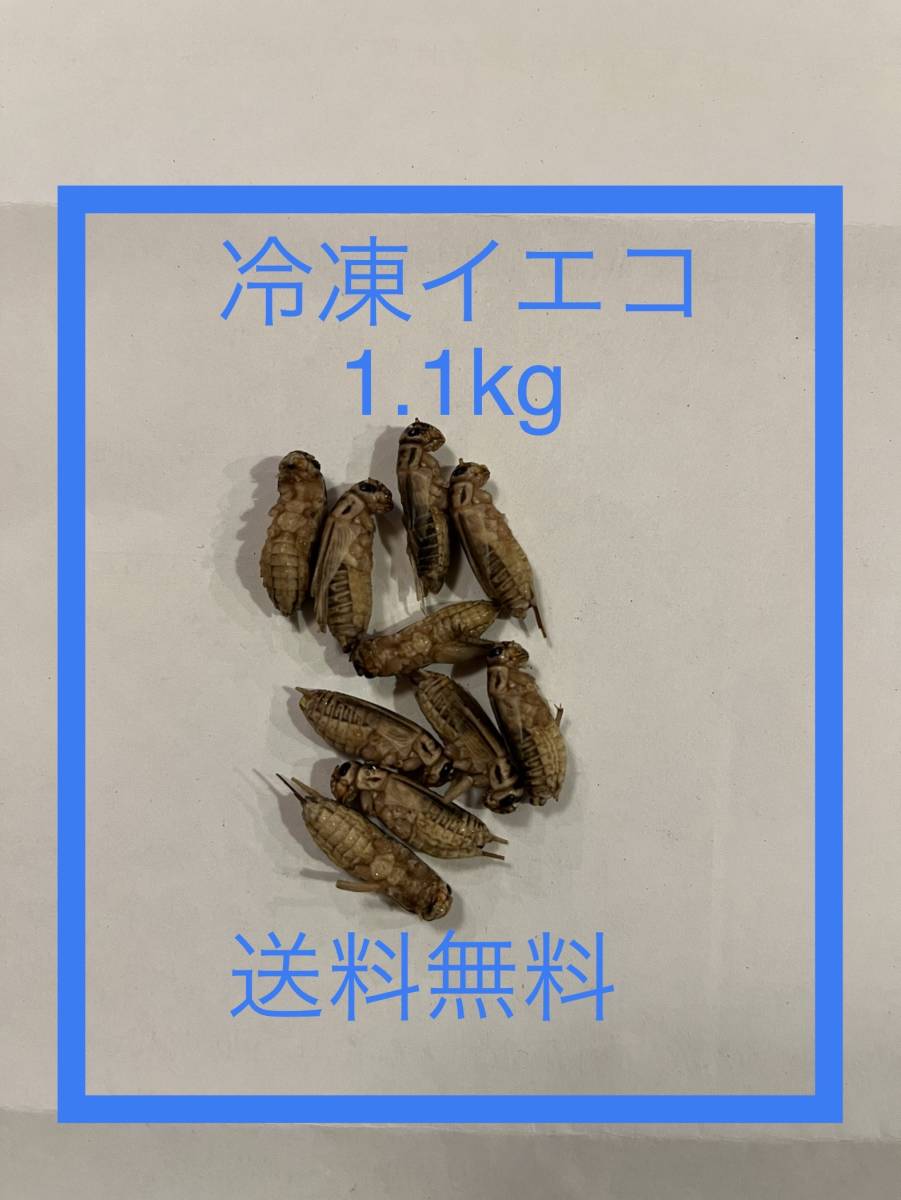 1.3kg 冷凍コオロギ MLサイズ フタホシコオロギ 約1kg