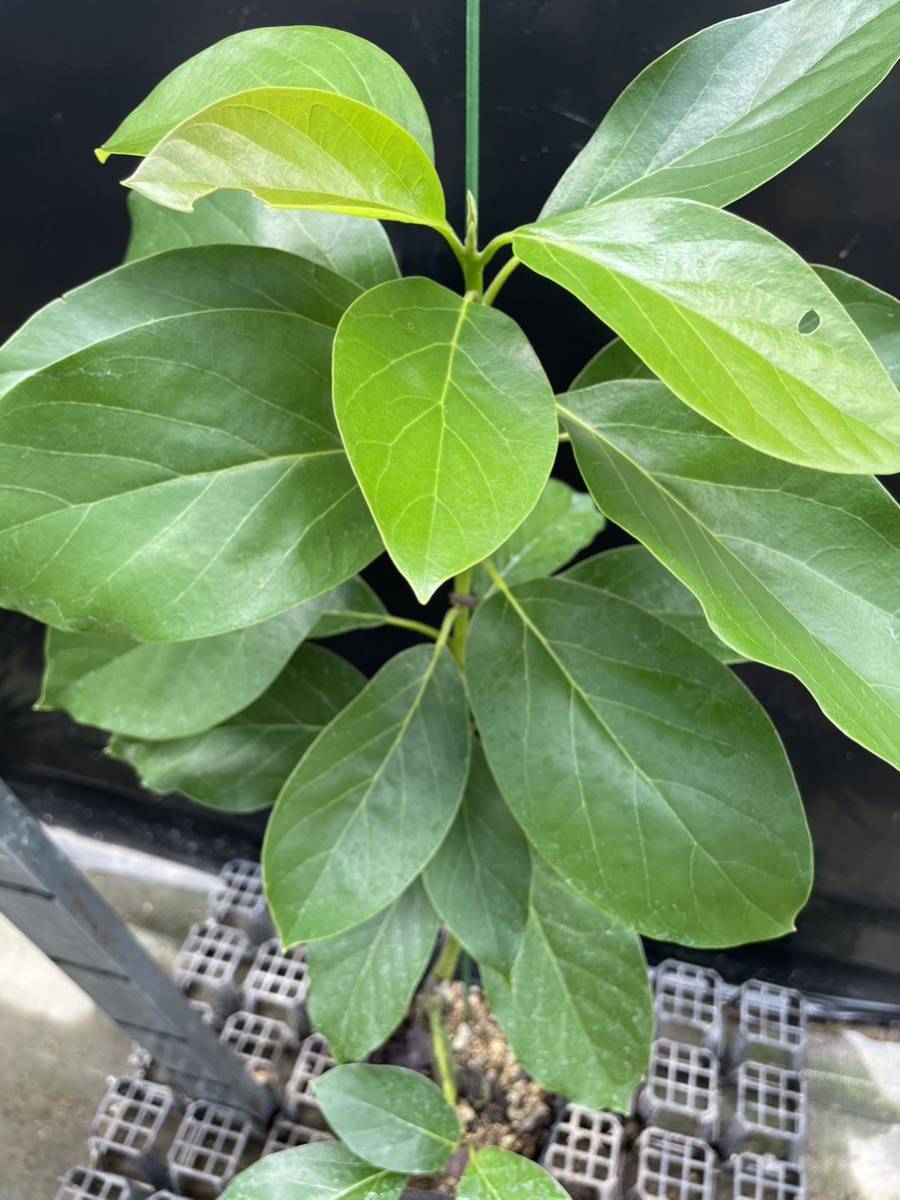 送料無料 ポペーノ (国産フェルテ台木) アボカド接ぎ木苗 アボカド アボカド接木苗 果樹 接木 熱帯果樹 苗